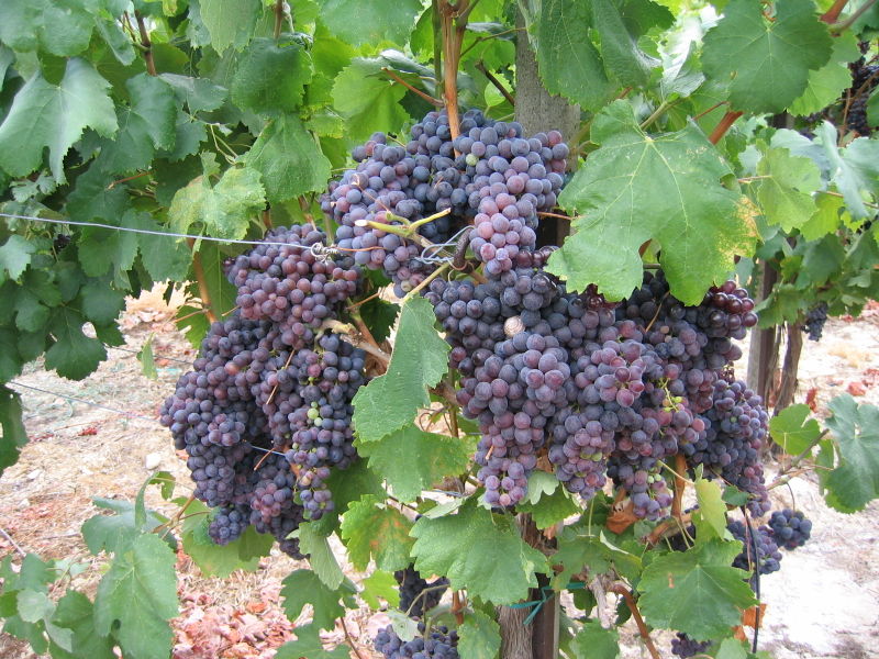 Kotsifali grapes ready for wine making in Crete