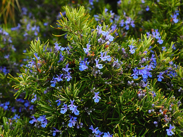 Greek Herbs